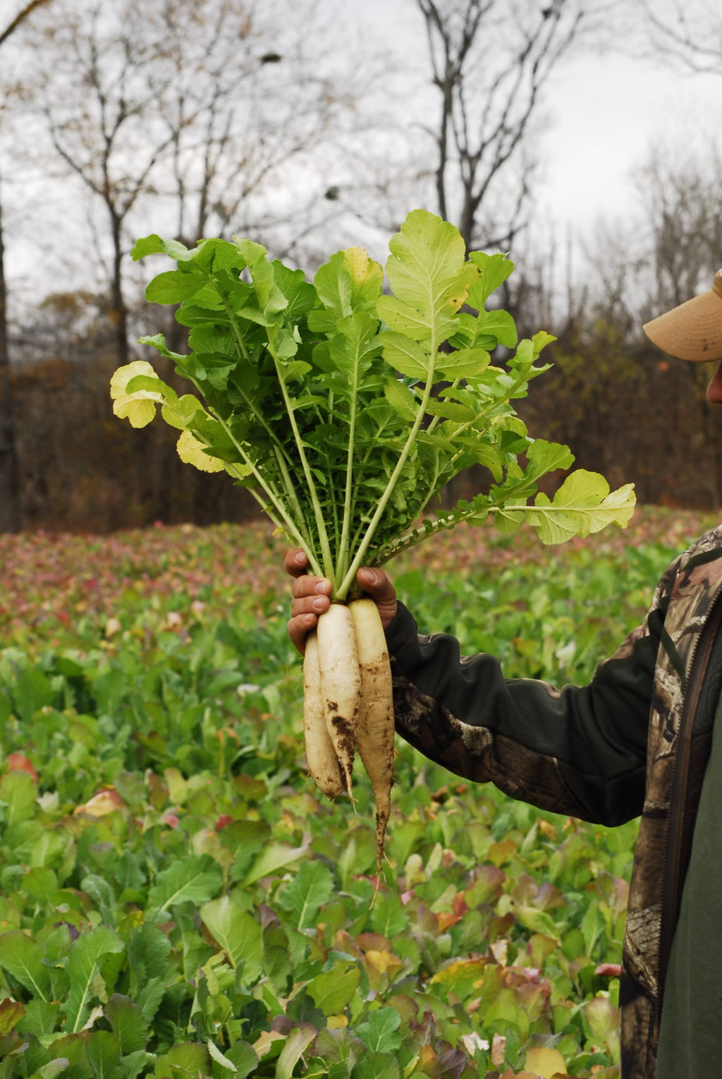 Deer Radish - 50 lbs. I557585