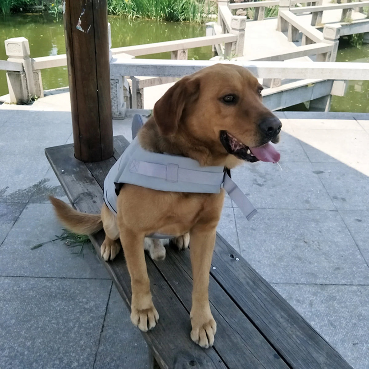 Dog Pet Shark Swimsuit Vest Pet Safety Wear Dog Swimsuit Preserver For Water Safety Device At The Pool, Beach, Boating X91420
