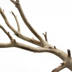California Driftwood E48098