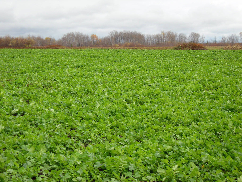Deer Radish - 50 lbs. I557585