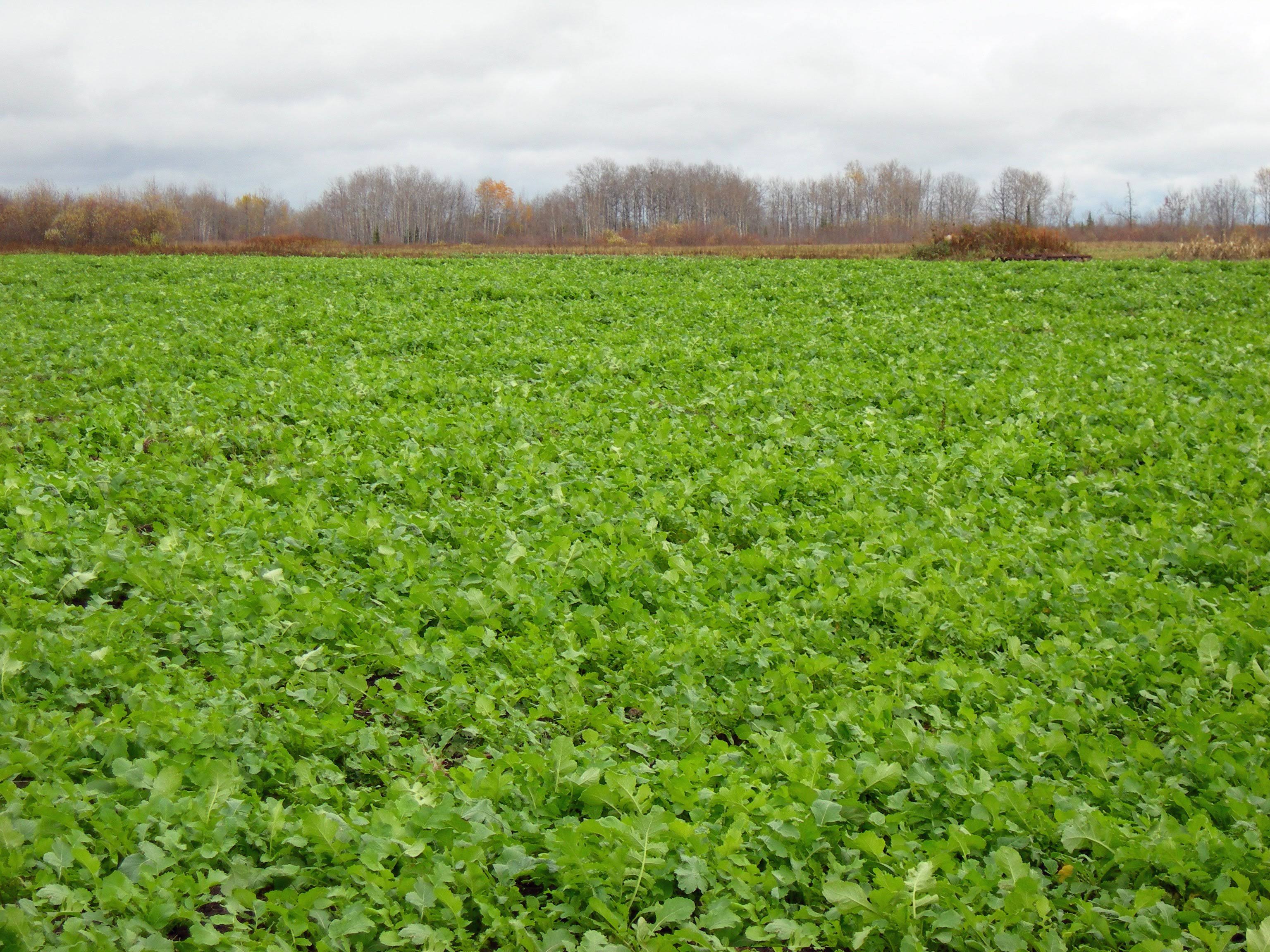Deer Radish - 50 lbs. I557585