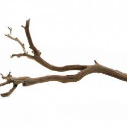 California Driftwood E48098