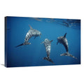 Bottlenose Dolphin Trio Underwater Art Print D517