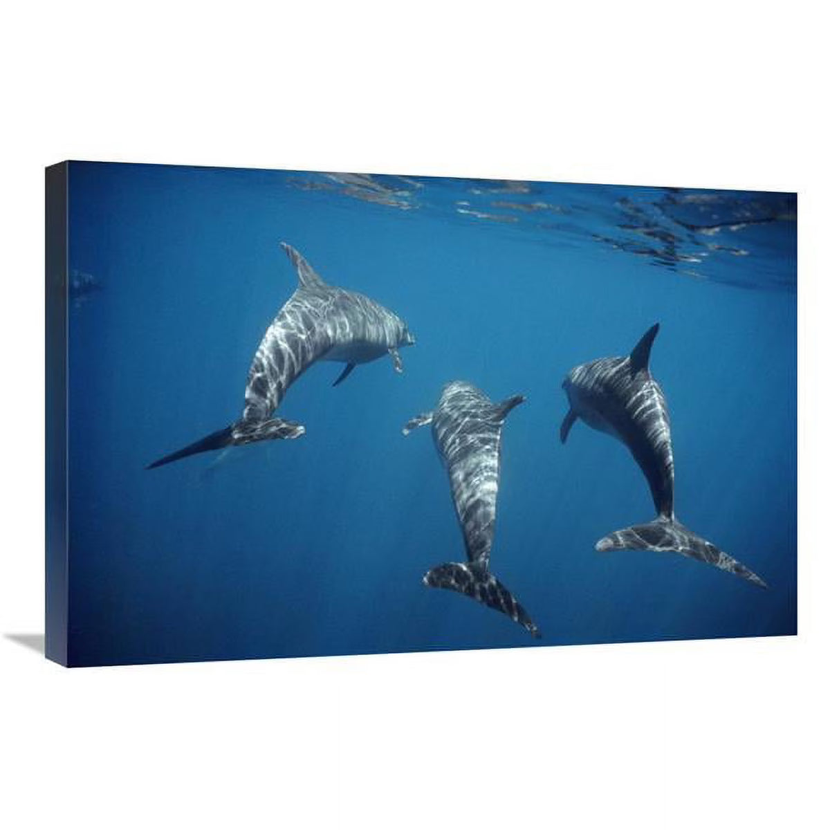 Bottlenose Dolphin Trio Underwater Art Print D517