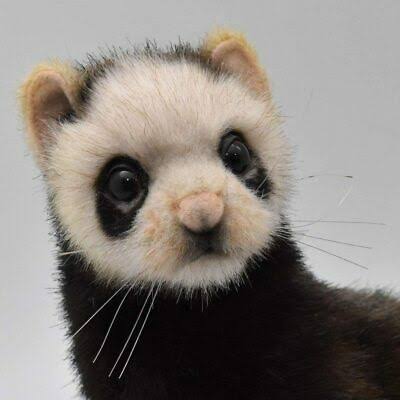 European Polecat Stuffed Animal 41 I74562