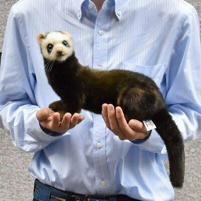 European Polecat Stuffed Animal 41 I74562