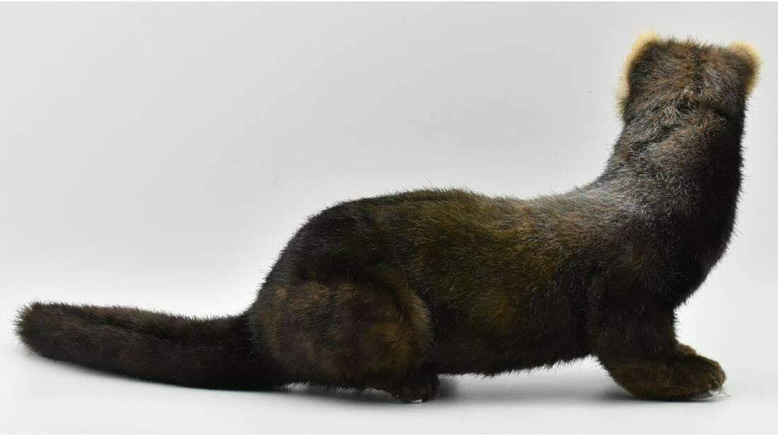 European Polecat Stuffed Animal 41 I74562