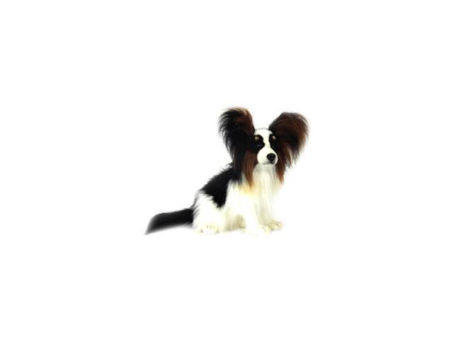 Plush Papillion Dog C160